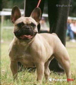 BONNIE VON GLANDORF, Французский бульдог