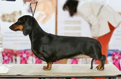 SOBAHLI SHAM ZHOZEPHINA ZIZEL, Dachshund