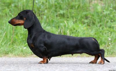 SOBAHLI SHAM BISERNAYA BUSINKA, Dachshund