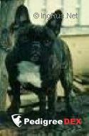 KLOSTERNEUBURGI CONFETTI, French Bulldog