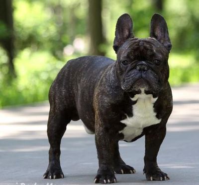 KUZMA IZ KUNTSEVO, French Bulldog