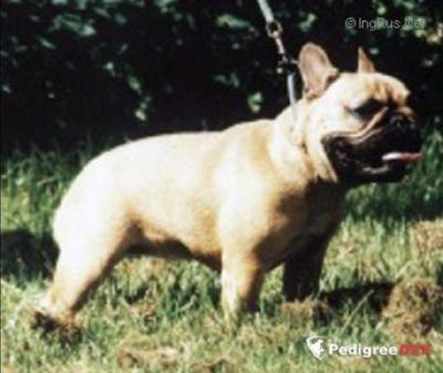 CURRY ANDELSKÉ OCI, French Bulldog