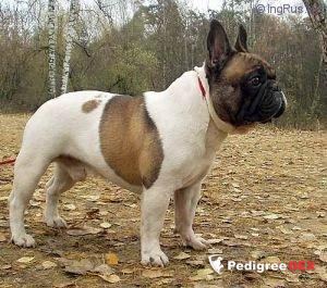 SUPER BULLY LA MONARCHIA-MIRABEAU, French Bulldog
