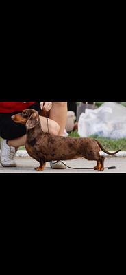 SOBAHLI SHAM EVANGELINA EUPHORIA, Dachshund