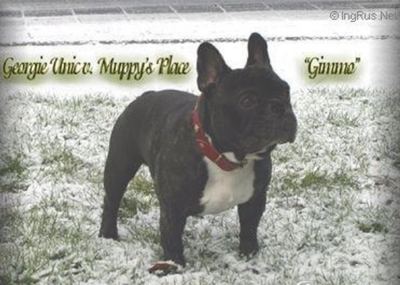 GEORGIE UNIC VAN MUPPY'S PLACE, French Bulldog
