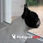TINIE DE LA RENAISSANCE DU PHENIX, French Bulldog