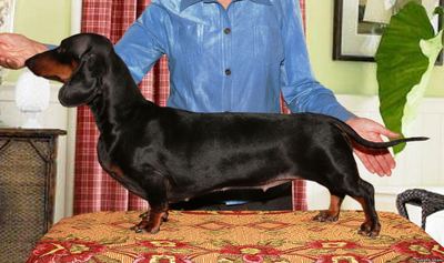 SOBAHLI SHAM IZUMITELNAYA IZYUMINKA VARIYA, Dachshund
