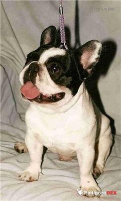 SNEZHNY BARS, French Bulldog