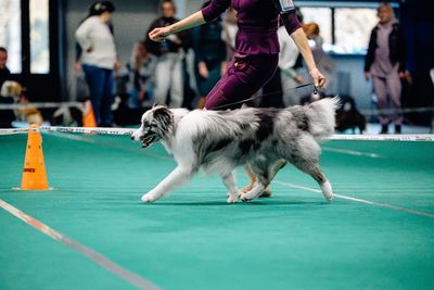 BONUS TOTORO SATORI TEAM, Бордер-колли